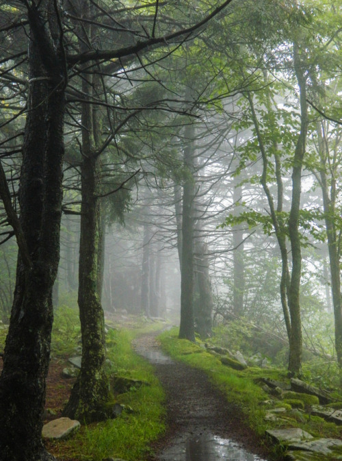 morgondagg: Majestic Trail by Jeff Rafach