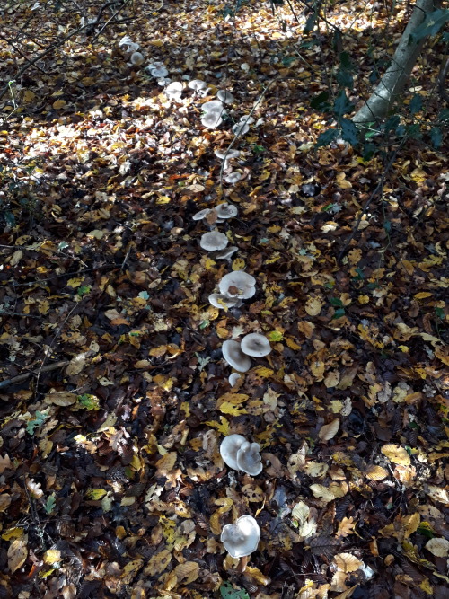 Epping Forest, London, October 2020Clouded funnels (Clitocybe nebularis)This is the edge of the LARG