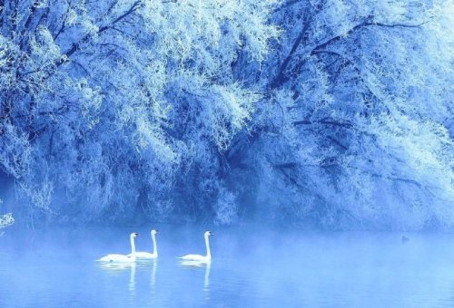 fuckyeahchinesegarden:swan spring, ili river, xinjiang, china