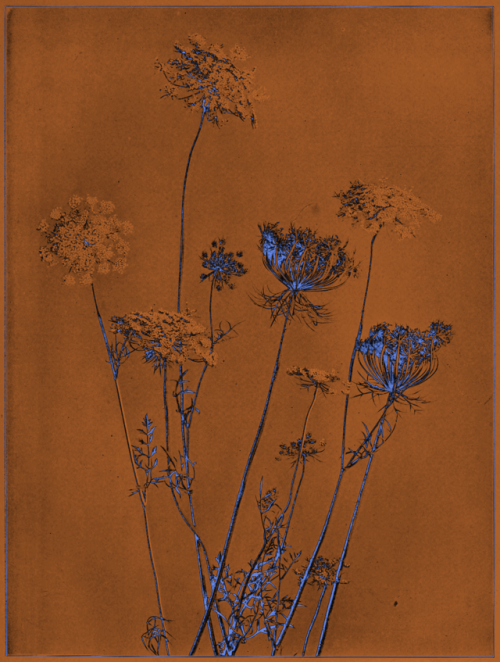 ifnemfrog: Unburdened by joy. Nemfrog. 2018. Source. 