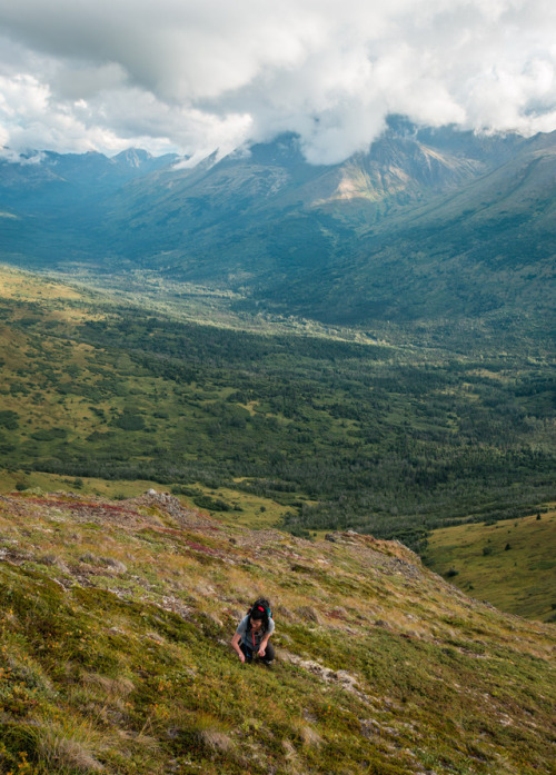 Berry pickingArctic Valley, Alaska