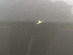 astronomy-to-zoology:Can you ID this spider