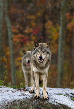 wolveswolves:  By Jim Cumming