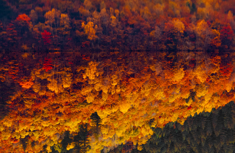 milamai:  Autumn leaves fell like flowers by Milamai 