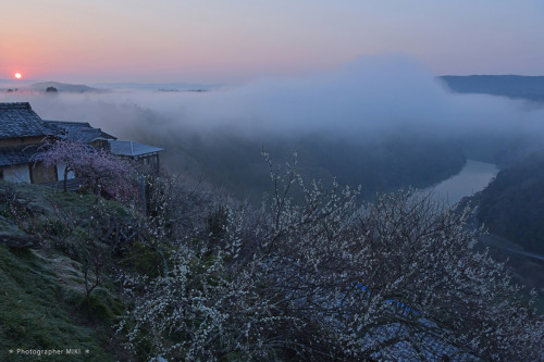 happy-pix-jpn: 【月ヶ瀬梅林】 2019年3月15日撮影