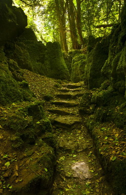 visitheworld:  A lovely spot within the Forest of Dean, Gloucestershire, England (by cdmonson).  this is my new hiding spot