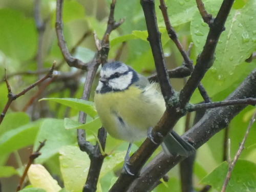 Tits came back at autumn…