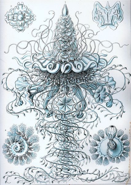 historyisntboring:  37th plate from Ernst Haeckel’s “Kunstformen der Natur” (1904)