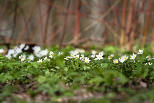 Spring flowers 2 by Olessia Islamova on Flickr.