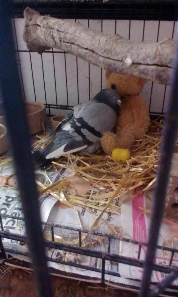 cutestofthecute:  (via bunnyfood: via peter-pans-sister) 
