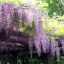wisteriavine