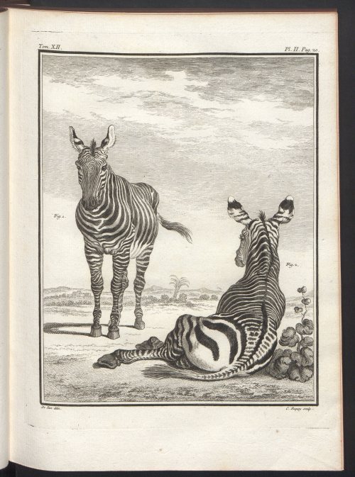 Zebras from Georges-Louis Leclerc de Buffon’s Histoire naturelle Vol. 12. Paris 1764.Source: Polish 