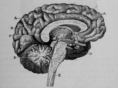 chaosophia218:  Joseph C. Hutchison - Anatomical Illustrations, “The Laws of Health”, 1884.