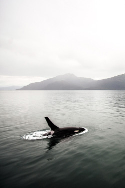 lsleofskye: Valdez, Alaska 