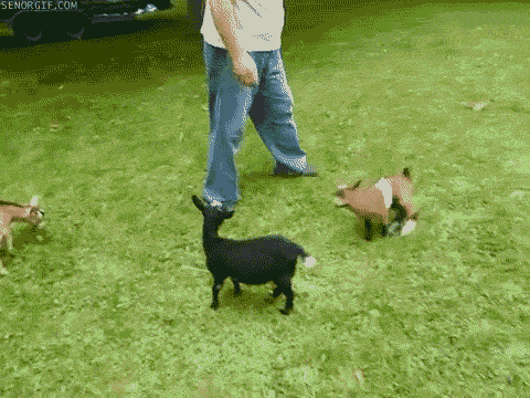 soyaboy:  lilveganmami:  when ur tryin to get in the pit for ur fave song and some
