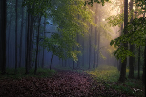 celtic-forest-faerie:{Dialog Without Words} by {Janek-Sedlar}