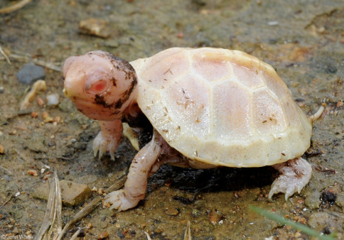 emerald-of-the-eight:A freshly-hatched eastern box turtle [Terrapene carolina carolina] with albinis