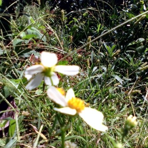 <p>#ciaoumah #images #shots #photos #outdoor #sunlights #lights #flowers #http #google #natural #nature #landscapes #beautiful #Boi #space</p>