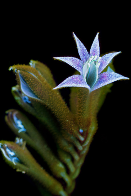 mayahan:Photographer Craig Burrows photographs plants and flowers using a type a photography called 