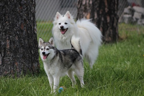 american eskimo dog