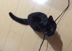 babyanimalgifs: CUTEST BLACK CAT I HAVE EVER