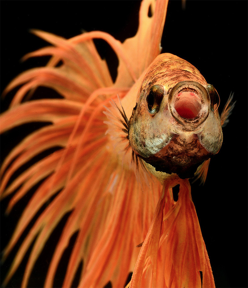 from89:Siamese Fighting Fish by Visarute Angkatavanich