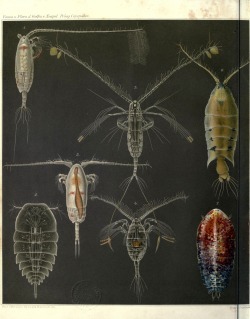 wapiti3:    Systematics and faunistics of pelagic copepods in the Gulf of Naples and the surrounding marine sections.     By Giesbrecht, Wilhelm, 1854-1913   Publication info Berlin,R. Friedlander &amp; Sohn,1892.   BHL Collections: Under the Sea: World