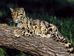 Endangered Beauty (Clouded Leopard)