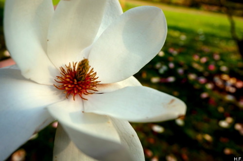 Magnolia Blossom, Sheffield Botanical Gardens.