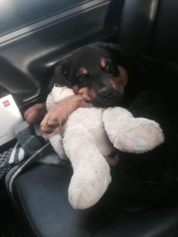 cuteanimalspics:  Hercules and his teddy! ???? http://t.co/tzdEXWPwyd