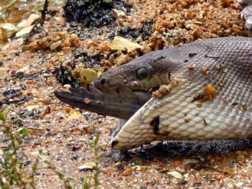 godotal:hkirkh:An Australian woman kayaking in Queensland came across a massive Olive Python feeding