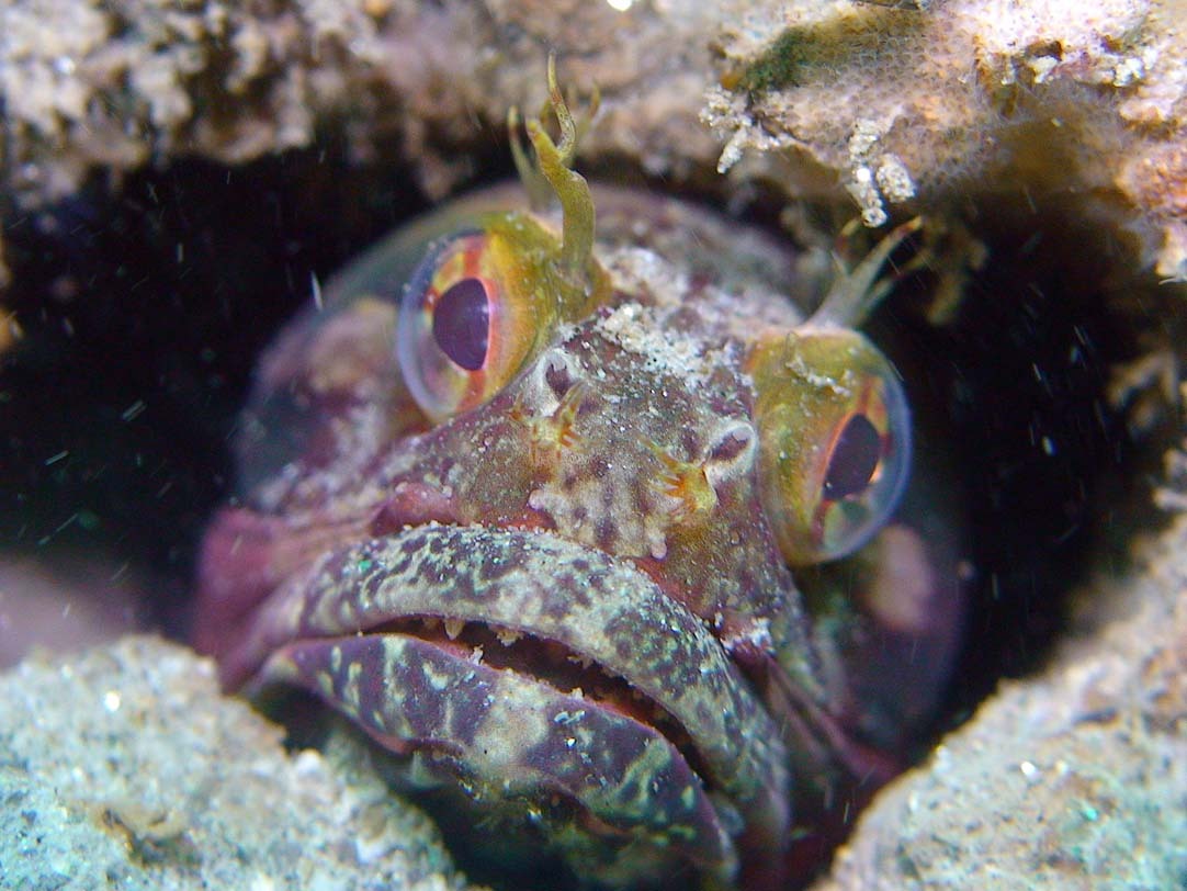 Sarcastic fringehead (Neoclinus blanchardi) These small fish look unremarkable most