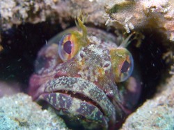 Sarcastic Fringehead (Neoclinus Blanchardi) These Small Fish Look Unremarkable Most