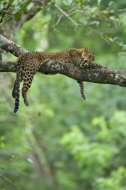 llbwwb:  Leopardess - I by Laksh Kalyanaraman 