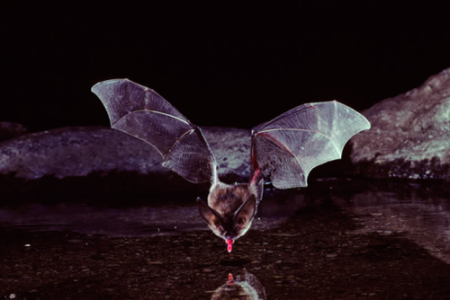 starswaterairdirt:  Townsend’s Big Eared Bat drinking water Merlin Tuttle 