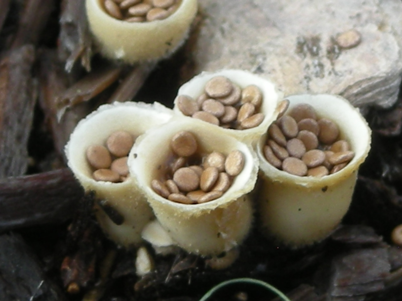 doubletrip:  From reddit user tubergibbosum : &ldquo;Birds Nest Fungus The “nests”