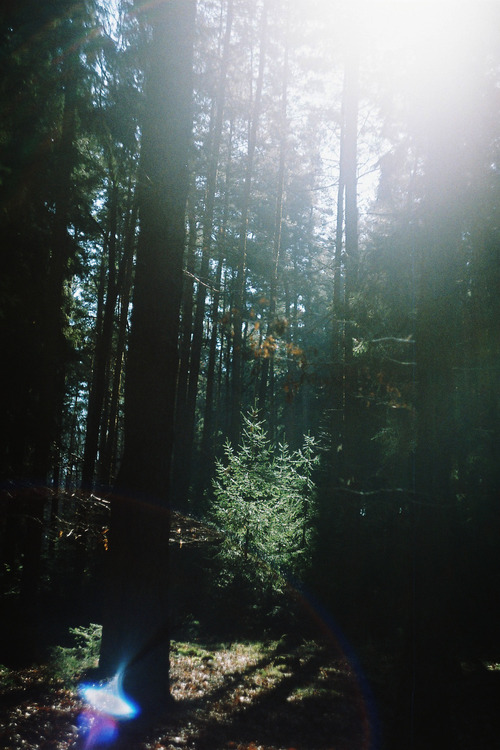 elipsed:0rient-express:Magic Forest | by Marketa.vintage//nature//vertical//some animal//