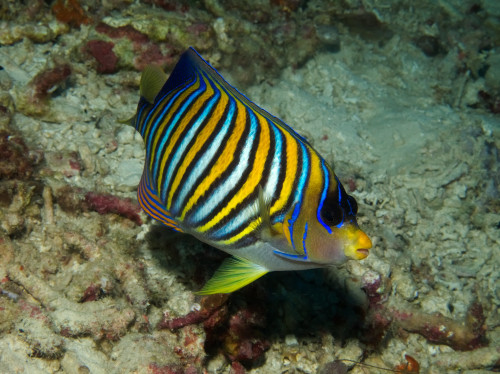 Regal Angelfish