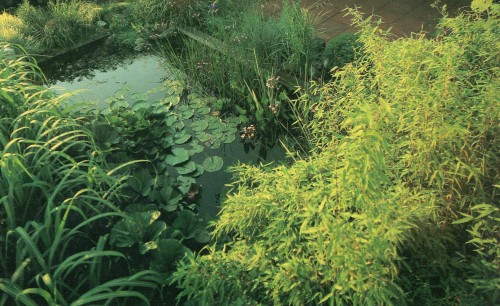 vintagehomecollection:Pondside grouping. Bamboos and grasses are not dependent on a boggy site but t