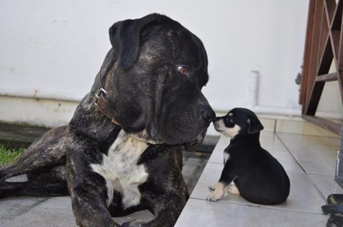 cute-overload:  I’m Not Afraid of a Big Bark!http://cute-overload.tumblr.com