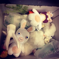 Box O'Bunnies - Packing the Studio up, earlier