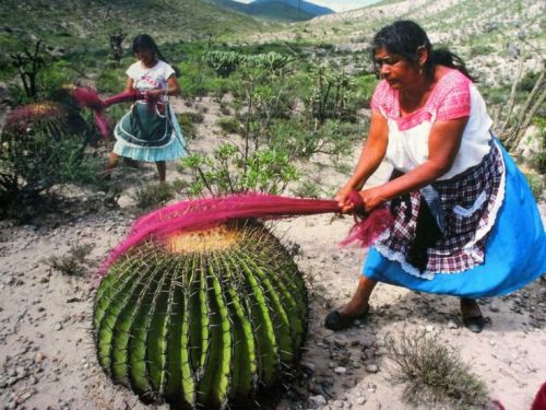 artssake: Carding Wool On a cactus.