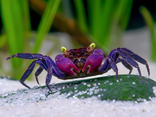 unicornempire:naamahdarling:end0skeletal:Geosesarma dennerle, or the purple vampire crab, is a speci