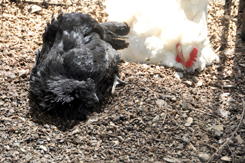 Nevar joined Pidge for a bath. She is challenging to shoot as she is SO BLACK. Taking photos of the 