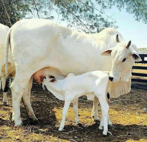 नंद घर आनंद भयो जय कन्हैया लाल की