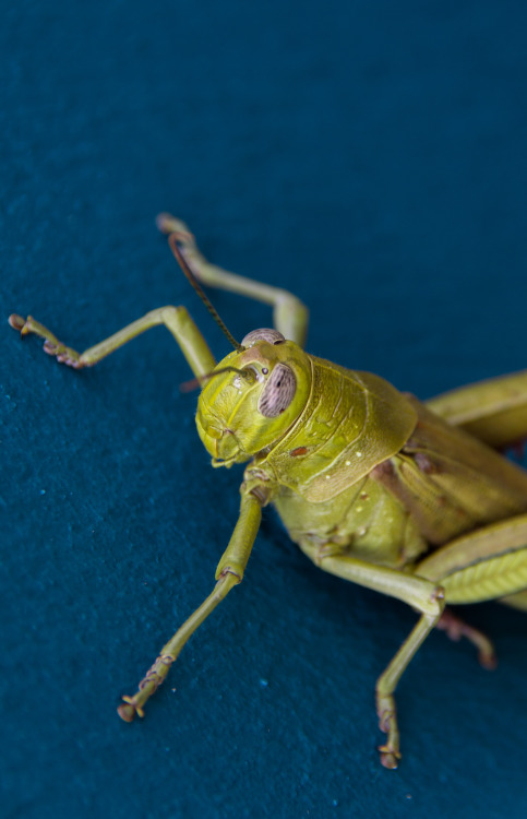 Grasshopper on Lizard Island, Australia