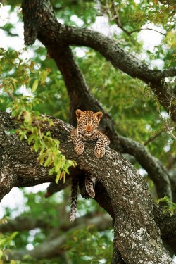 Wonderous-World:  Leopard Cub By Catman-Suha