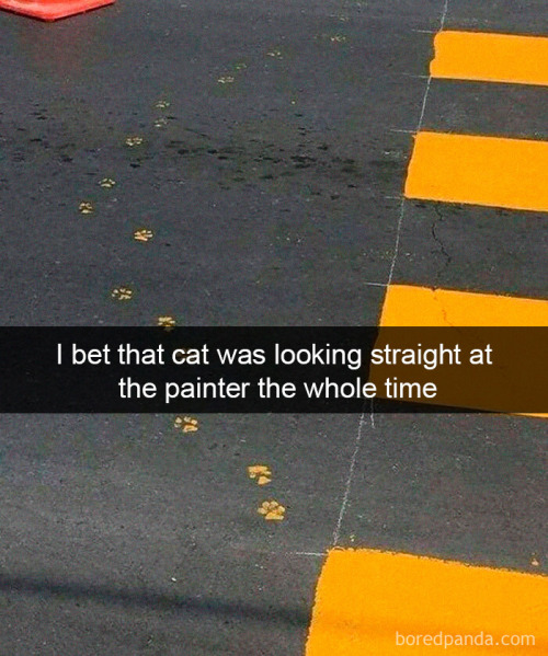 awesome-picz: Hilarious Cat Snapchats That Will Leave You With The Biggest Smile (part 2) I love the