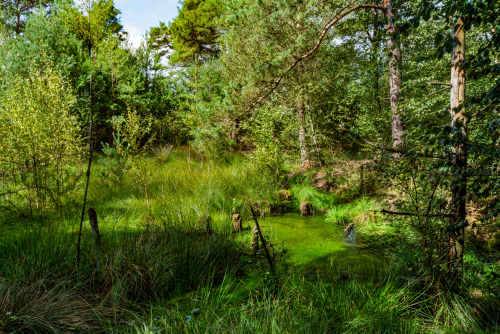 A visit to the Tister high moor