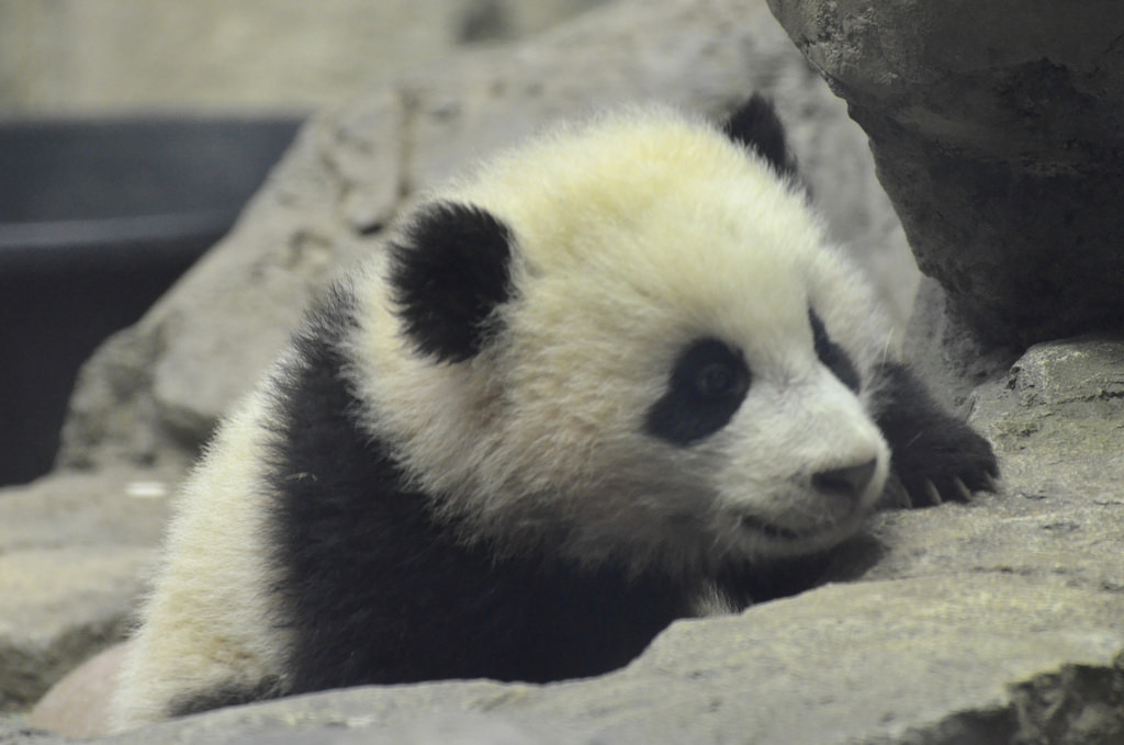 giantpandaphotos:  Bao Bao at the National Zoo in Washington D.C. on January 30,